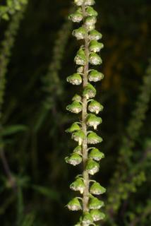 Ambrosia artemisiifolia, inflorescence - whole - male