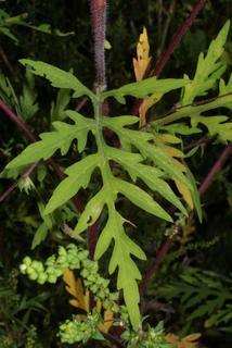 Ambrosia artemisiifolia, leaf - basal or on lower stem