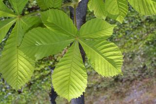 Aesculus hippocastanum, leaf - whole upper surface