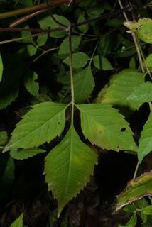 Bidens frondosa, leaf - basal or on lower stem