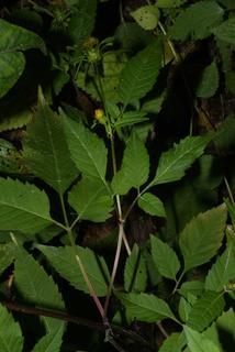 Bidens frondosa, leaf - unspecified