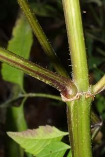 Bidens frondosa, stem - showing leaf bases