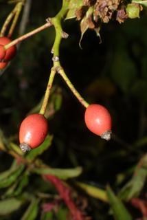 Rosa multiflora, fruit - lateral or general close-up