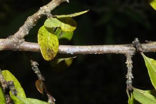 Forestiera ligustrina, twig - orientation of petioles