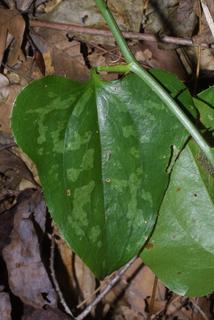 Smilax bona-nox, leaf - whole upper surface