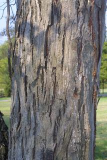 Carya carolinae-septentrionalis, bark - of a large tree