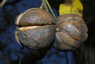 Carya carolinae-septentrionalis, fruit - lateral or general close-up