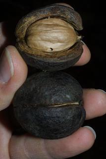 Carya carolinae-septentrionalis, fruit - section or open