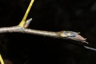 Carya carolinae-septentrionalis, twig - orientation of petioles