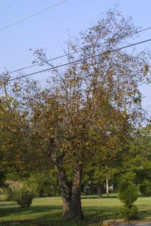 Carya carolinae-septentrionalis, whole tree or vine - general