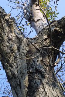 Carya carolinae-septentrionalis, whole tree or vine - view up trunk