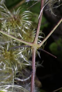 Clematis virginiana, stem - showing leaf bases