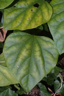 Cocculus carolinus, leaf - whole upper surface