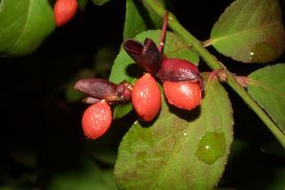 Euonymus alata, fruit - section or open