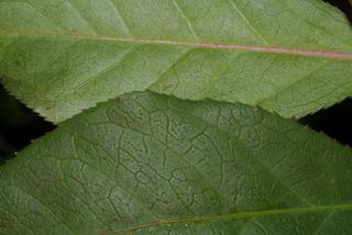 Euonymus alata, leaf - margin of upper + lower surface