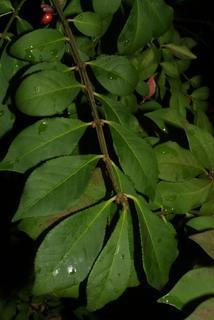 Euonymus alata, leaf - showing orientation on twig