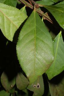Euonymus alata, leaf - whole upper surface