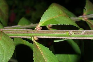 Euonymus alata, twig - orientation of petioles