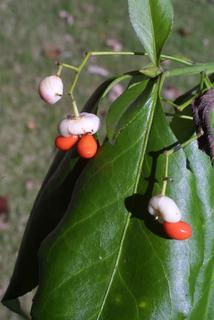 Euonymus fortunei, fruit - as borne on the plant