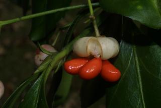 Euonymus fortunei, fruit - section or open