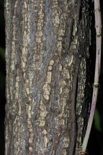 Euonymus alata, bark - of a medium tree or large branch