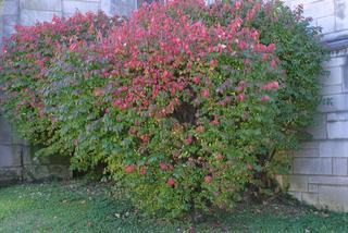 Euonymus alata, whole tree or vine - winter