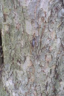 Malus pumila, bark - of a large tree