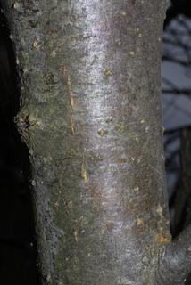 Malus pumila, bark - of a medium tree or large branch