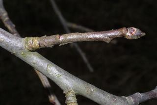 Malus pumila, twig - close-up winter terminal bud