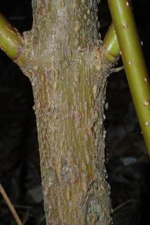 Cornus sericea, bark - of a small tree or small branch