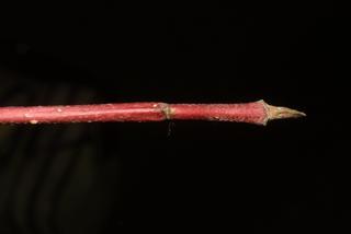 Cornus sericea, twig - close-up winter terminal bud