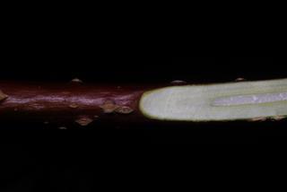 Cornus sericea, twig - unspecified