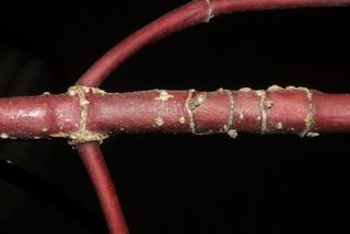 Cornus sericea, twig - winter overall