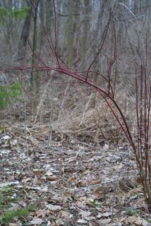 Cornus sericea, whole tree or vine - winter