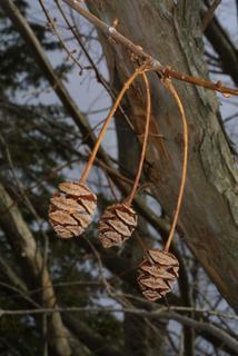 Metasequoia glyptostroboides, cone - female - mature open