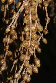 Metasequoia glyptostroboides, cone - male