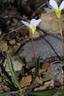Leavenworthia exigua, inflorescence - lateral view of flower