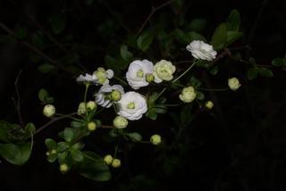 Spiraea prunifolia, inflorescence - whole - unspecified