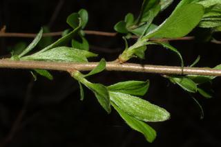 Spiraea prunifolia, twig - orientation of petioles