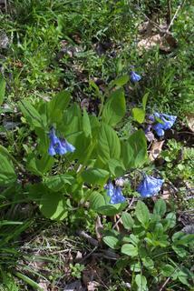 Mertensia virginica, whole plant - in flower - general view