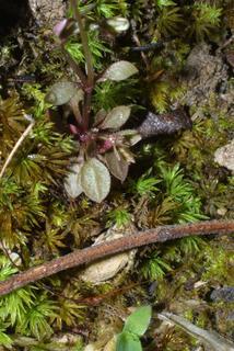 Houstonia caerulea, leaf - basal or on lower stem