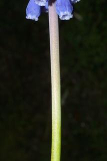 Muscari botryoides, stem - showing leaf bases