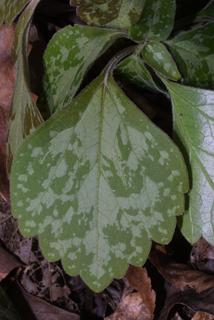 Pachysandra procumbens, leaf - basal or on lower stem