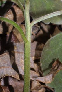 Pachysandra procumbens, stem - showing leaf bases