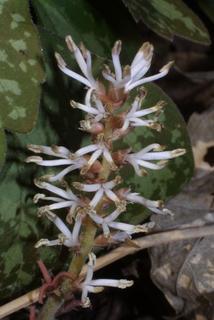 Pachysandra procumbens, whole plant - in flower - general view