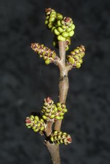 Rhus aromatica, inflorescence - unspecified