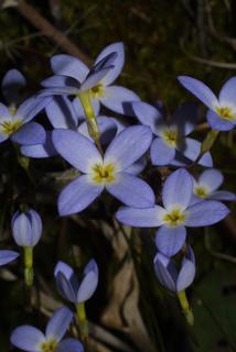 Houstonia caerulea, inflorescence - frontal view of flower