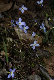 Houstonia caerulea, whole plant - in flower - general view