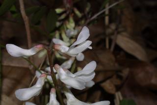 Vicia caroliniana, inflorescence - lateral view of flower