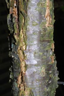 Prunus americana, bark - of a small tree or small branch